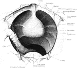 View looking into the male pelvis from above and somewhat behind. From a specimen in which the bladder was firmly contracted and contained but a small amount of fluid. The paravesical fossa is seen on each side of the bladder. The deep peritoneal pouch in front of the rectum is bounded by marked crescentic folds, which meet together some distance behind the posterior border of the bladder.