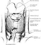 Dissection of the thyroid body and of the parts in immediate relation to it.