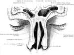 Vertical coronal section through the nose and frontal sinuses.