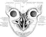 Vertical coronal section through the anterior part of the orbital and nasal cavities and the upper lip.