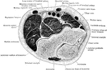 Transverse section through the bend of the elbow.