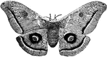 An illustration of an American Silkworm Moth.