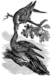 An illustration of passenger pigeons feeding by regurgitation.
