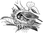 An illustration of a chipping sparrow feeding its young. The Chipping Sparrow (Spizella passerina) is a species of American sparrow in the family Emberizidae. It is widespread, fairly tame, and common across most of its North American range.