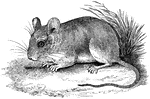 The genus Peromyscus contains species commonly referred to as deer mice. This is a genus of New World mouse only distantly related to the common house mouse, Mus musculus. The most common species of deer mouse in the continental United States are two closely related species, P. maniculatus, and P. leucopus. In the USA, Peromyscus is also the most populous mammalian species overall.