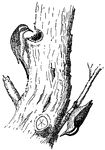 An illustration of two birds on a tree.