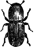 A bark beetle is one of approximately 220 genera with 6,000 species of beetles in the subfamily Scolytinae. Traditionally this was considered a distinct family Scolytidae, but nowadays it is understood that bark beetles are in fact very specialized members of the "true weevil" family (Curculionidae).