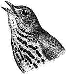 The Wood Thrush, Hylocichla mustelina, is a North American passerine bird. It is closely related to other thrushes such as the American Robin and is widely distributed across North America, wintering in Central America and southern Mexico. The Wood Thrush is the official bird of the District of Columbia.