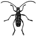 The term woodboring beetle encompasses many species and families of beetles whose larval or adult forms eat and destroy wood (i.e., are xylophagous). Larval stages of some are commonly known as woodworms.