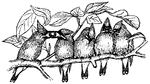 An illustration of birds sitting on a branch passing a cherry.