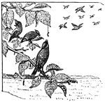 An illustration of birds sitting on a branch.