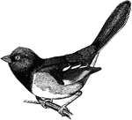 A Towhee is any one of a number of species of birds in the genus Pipilo within the family Emberizidae (which also includes the buntings, American sparrows, and juncos). Towhees typically have longer tails than other emberizids. Most species tend to avoid humans, so they are not well known, though the Eastern Towhee P. erythrophthalamus is bolder as well as more colorful. This species, and some others, may be seen in urban parks and gardens.