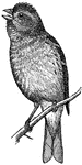 The Purple Finch, Carpodacus purpureus, is a small finch of the Rosefinch genus.