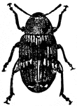 The pea weevils or seed beetles are a subfamily (Bruchinae) of beetles, now placed in the family Chrysomelidae, though they have historically been treated as a separate family. They are granivores, and typically infest various kinds of seeds or beans, living for most of their lives inside a single seed. The family includes about 1,350 species found worldwide.