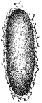 An illustration of a tent caterpillar cacoon. Tent caterpillars are moderately sized species in the genus Malacosoma in the moth family Lasiocampidae. Species occur in North America, Mexico, and Eurasia. Twenty-six species have been described, six of which occur in North America. Some species are considered to have subspecies as well. Although most people consider tent caterpillars only as pests due to their habit of defoliating trees, they are among the most social of all caterpillars and exhibit many noteworthy behaviors.