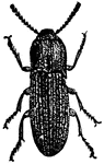 The family Elateridae is commony called click beetles (or "typical click beetles" to distinguish them form the related Cerophytidae and Eucnemidae), elaters, snapping beetles, spring beetles or "skipjacks". They are a cosmopolitan beetle family characterized by the unusual click mechanism they possess. There are a few closely-related families in which a few members have the same mechanism, but all elaterids can click. A spine on the prosternum can be snapped into a corresponding notch on the mesosternum, producing a violent "click" which can bounce the beetle into the air. Clicking is mainly used to avoid predation, although it is also useful when the beetle is on its back and needs to right itself. There are about 7000 known species.