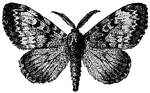 The gypsy moth, Lymantria dispar, is a moth in the family Lymantriidae of Eurasian origin. Originally ranging from Europe to Asia, it was introduced to North America in the late 1860s and has been expanding its range ever since.
