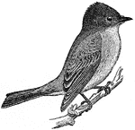 The genus Sayornis is a small group of medium-sized insect-eating birds in the Tyrant flycatcher family Tyrranidae native to North and South America.
