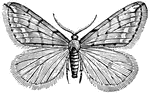 An illustration of a male spring cankerworm moth.
