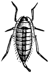 An illustration of a female spring cankerworm moth.