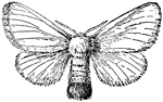 The Brown-tail (Euproctis chrysorrhoea) is a moth of the family Lymantriidae. It is distributed throughout Europe. The wings of this species are pure white, as is the body, apart from a tuft of brown hairs at the end of the abdomen. The brown colouration extends along most of the back of the abdomen in the male. In the female, the back of the abdomen is white but the tuft of brown hairs is much bigger. Their wingspan is 36-42 mm. The species flies at night in July and August and is attracted to light.