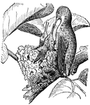 An illustration of a mother bird feeding her hatchlings.