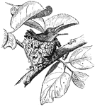 An illustration of a hummingbird nest.