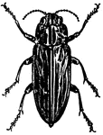 An illustration of a wood-boring beetle