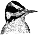 The Hairy Woodpecker (Picoides villosus) is a medium-sized woodpecker. Their breeding habitat is forested areas with large trees across most of North America to Central America. They nest in a tree cavity, excavated by the nesting pair.