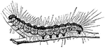An illustration of a fallweb worm caterpillar. Fall webworm, Hyphantria cunea, is a moth in the family Arctiidae known principally for its larval stage, where it creates the characteristic webbed nests on the tree limbs of a wide variety of hardwoods in the late summer and fall. It is mainly an aesthetic pest and is not believed to harm otherwise healthy trees. It is well-known to commercial tree services and arboriculturists