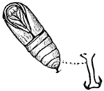 An illustration of a fallweb worm pupa. Fall webworm, Hyphantria cunea, is a moth in the family Arctiidae known principally for its larval stage, where it creates the characteristic webbed nests on the tree limbs of a wide variety of hardwoods in the late summer and fall. It is mainly an aesthetic pest and is not believed to harm otherwise healthy trees. It is well-known to commercial tree services and arboriculturists