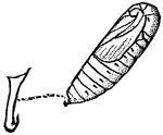 An illustration of a fallweb worm pupa. Fall webworm, Hyphantria cunea, is a moth in the family Arctiidae known principally for its larval stage, where it creates the characteristic webbed nests on the tree limbs of a wide variety of hardwoods in the late summer and fall. It is mainly an aesthetic pest and is not believed to harm otherwise healthy trees. It is well-known to commercial tree services and arboriculturists