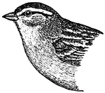 The Chipping Sparrow (Spizella passerina) is a species of American sparrow in the family Emberizidae. It is widespread, fairly tame, and common across most of its North American