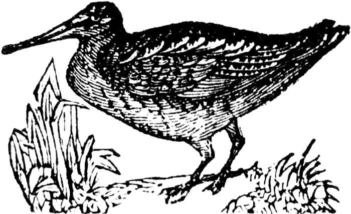 Woodcock