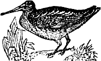 Woodcock