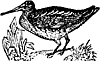Woodcock