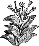 Tobacco has been cultivated since the early 1800's.