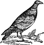 The Turkey vulture is found over the whole United States, but is more numerous in the southern region (Smiley, 1839).