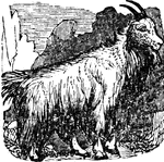The Rocky Mountain Goat inhabits the most lofty peaks of the Rocky Mountains, (Smiley, 1839).