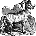 The Rocky Mountain Sheep is much larger than the domestic sheep, (Smiley, 1839).