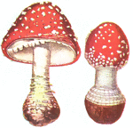 The agaricus mushroom has a dotted cap. These mushrooms may be used for medicinal purposes.