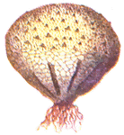 The lycoperdon mushroom is a pear-shaped puff ball.