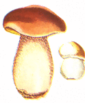 The boletus mushroom has a thick bulbous stalk and cap lined with veins.