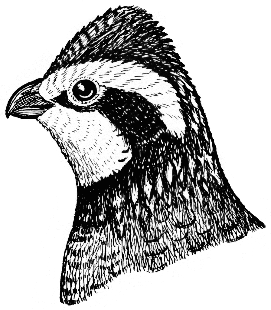 Featured image of post How To Draw A Bobwhite Quail If not it s a female