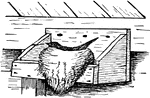An illustration of a Phoebe's nest in a box. The genus Sayornis is a small group of medium-sized insect-eating birds in the Tyrant flycatcher family Tyrranidae native to North and South America. They prefer semi-open or open areas. These birds wait on a perch and then catch insects in flight, also sometimes picking them up from the ground. Their nest is an open cup sometimes placed on man-made structures. They often slowly lower and raise their tails while perched.