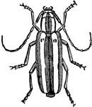The adult stage of the longhorn beetle (Saperda candida).