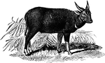 The anoa or sapiutan is a bovine native to Indonesia.