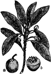 "Sapodilla (Sapota zapotilla). (a), the fruit; (b), the same, transversely cut." -Whitney, 1911
