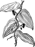 "Branch of Sarsaparilla (Smilax medica), with fruits." -Whitney, 1911