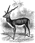 The sasin or blackbuck (Antilope cervicapra) is a species of antelope native to India.